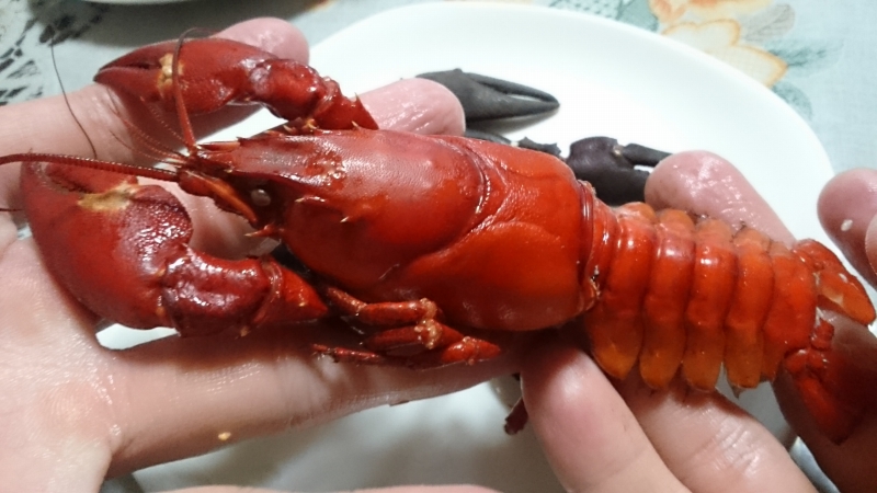 遠征】ウチダザリガニを捕まえに福島へ行ってきた | 東京でとって