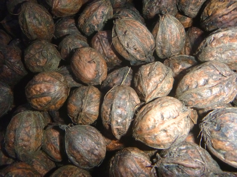 オニグルミ 乾燥、生木