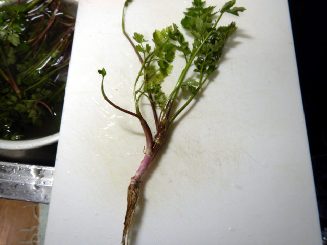 野ゼリで山賊たちのあこがれセリしゃぶをやった話 東京でとって食べる生活