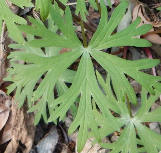 ツクツクトーク 02 東京でよく見る毒草 東京でとって食べる生活