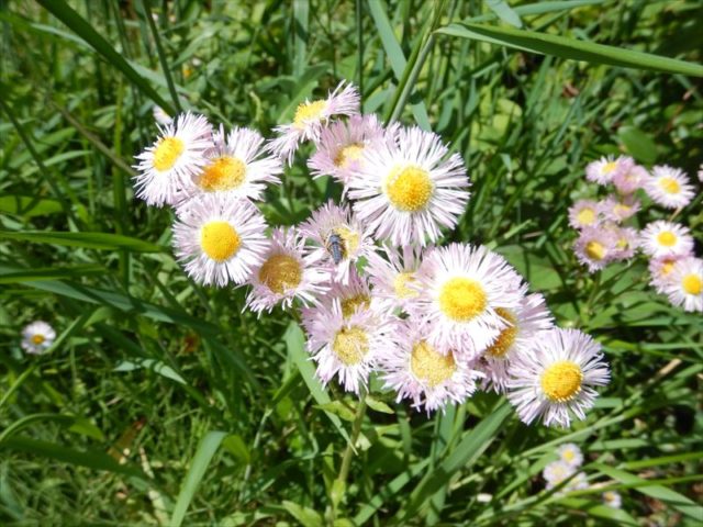 ハルジオンは徒歩1分でとって食べられる春菊だった 東京でとって食べる生活
