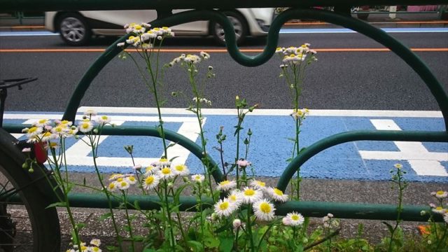 ハルジオンは徒歩1分でとって食べられる春菊だった 東京でとって食べる生活