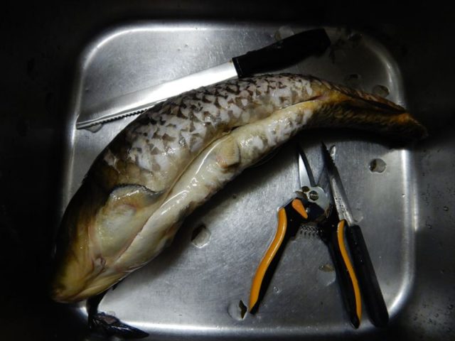コイは挽肉にしちゃえば骨がとんで食べやすい 捌き方から説明するよ 東京でとって食べる生活