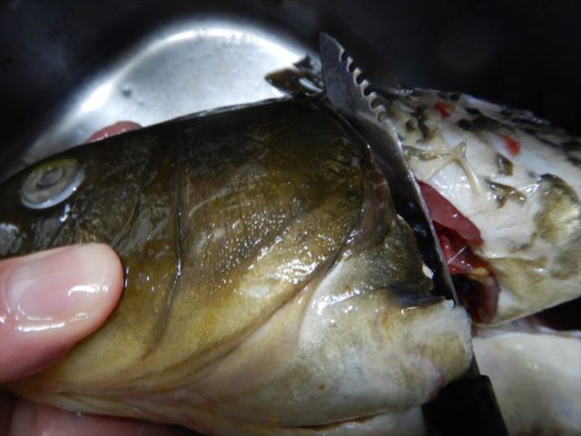 コイは挽肉にしちゃえば骨がとんで食べやすい 捌き方から説明するよ 東京でとって食べる生活