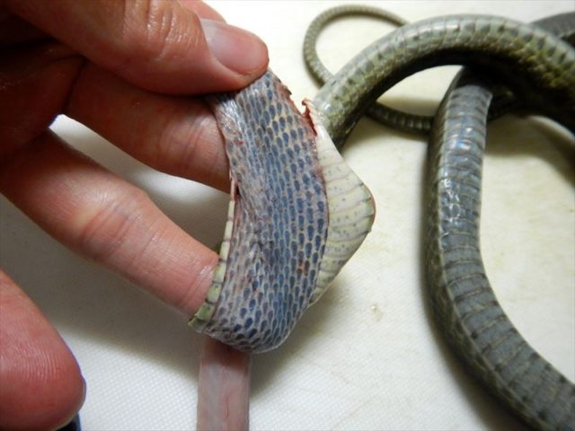 アオダイショウとおっかなびっくり初めての蛇活 東京でとって食べる生活