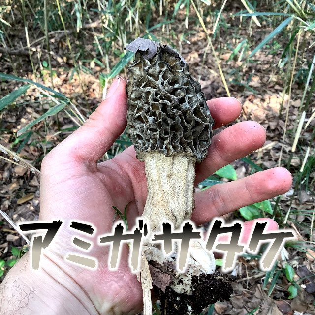 アミガサタケは春にでてくる不気味なキノコ 見つけるのが大変だがうまかった 東京でとって食べる生活