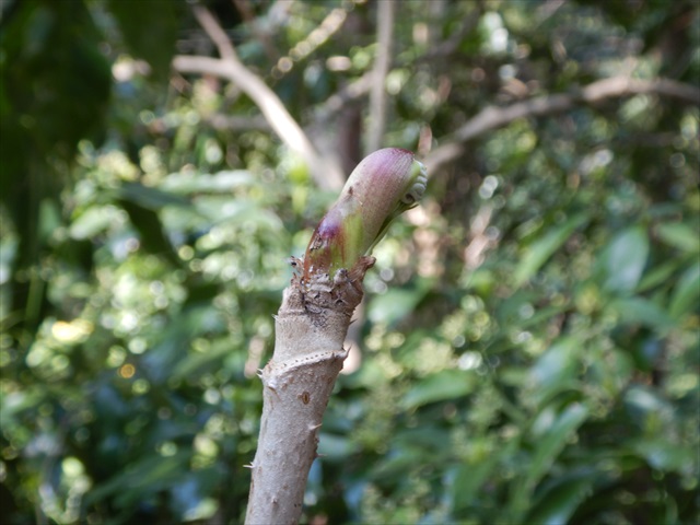 タラノメをとりつつ山頂で天ぷらやって優勝してきた 東京でとって食べる生活