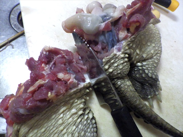 カミツキガメの肉