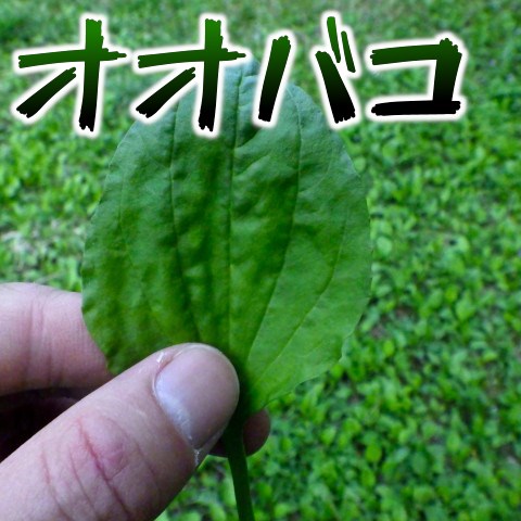 オオバコは葉っぱの形をしたピーマンだ 東京でとって食べる生活