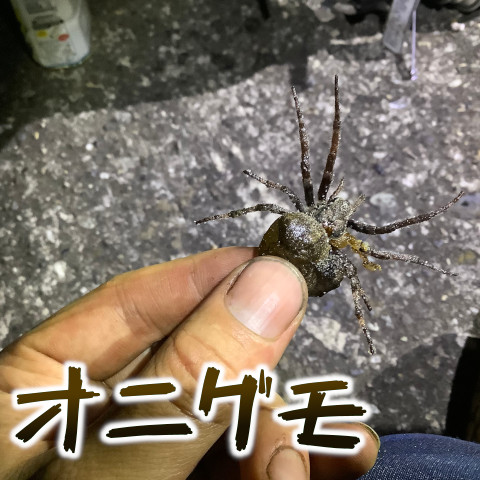 オニグモがデカいし沢山いたのでとって食べてみた 昆虫注意 東京でとって食べる生活