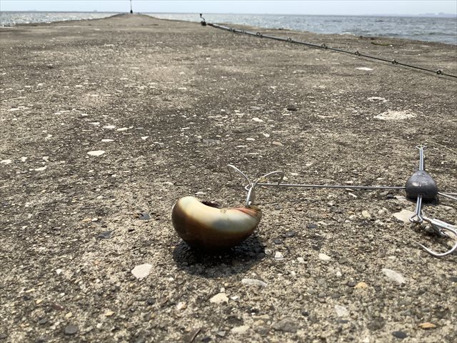 ツメタガイは貝好きに食べてほしいダントツの旨味爆弾 東京でとって食べる生活