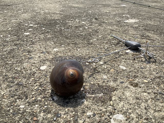 ツメタガイは貝好きに食べてほしいダントツの旨味爆弾 東京でとって食べる生活