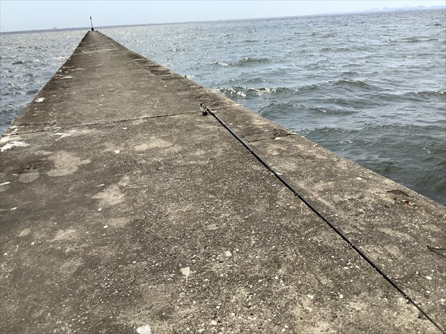 ツメタガイは貝好きに食べてほしいダントツの旨味爆弾 東京でとって食べる生活