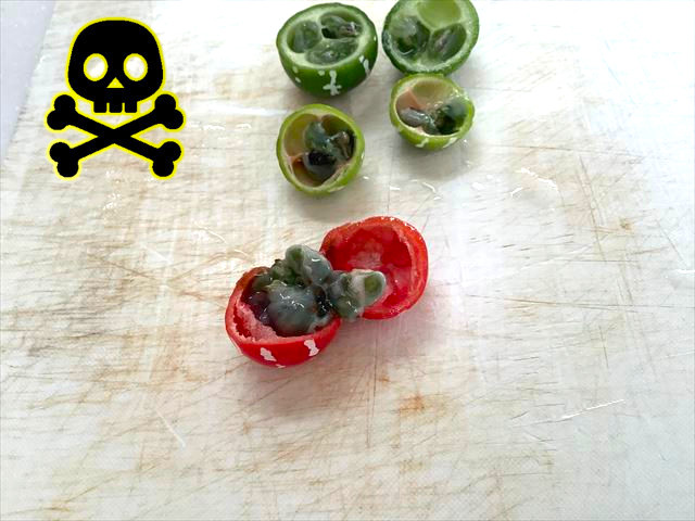 オキナワスズメウリを毒にめげず味見 ダメだった件 東京でとって食べる生活