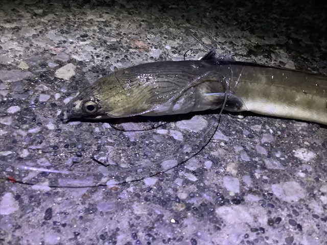 ホタテウミヘビのウマさとマズさを存分に味わう 東京でとって食べる生活