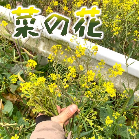 菜の花を料理しまくる ツナマヨが簡単ウマかった 東京でとって食べる生活