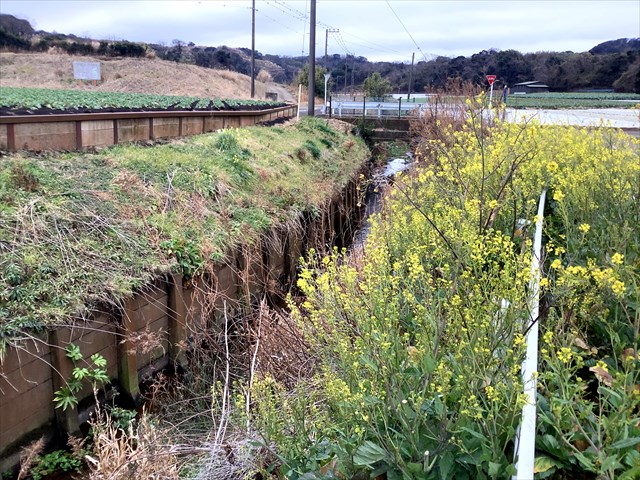 菜の花を料理しまくる ツナマヨが簡単ウマかった 東京でとって食べる生活