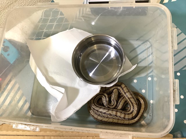 シマヘビはヘビの中で一番うまいらしいので誘拐した 東京でとって食べる生活 シマヘビはヘビの中で一番うまいらしいので誘拐した 東京でとって食べる生活