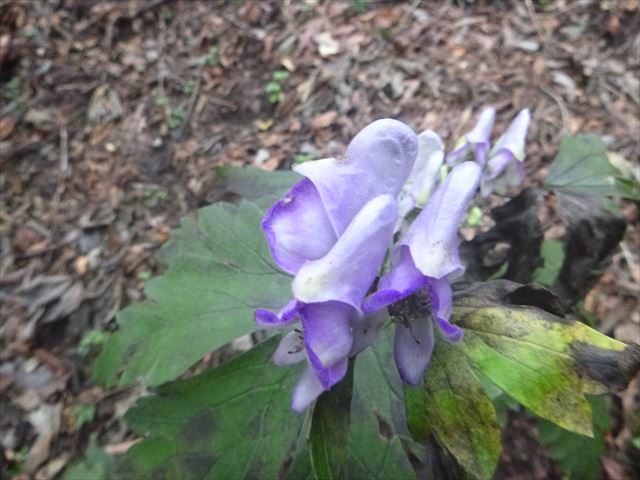 ツクツクトーク 02 東京でよく見る毒草 東京でとって食べる生活