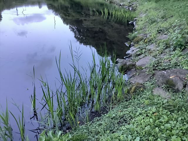 モクズガニのいた池
