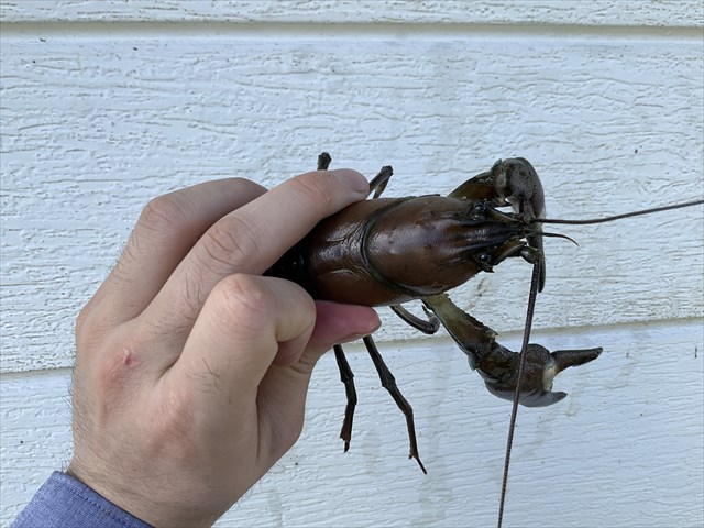 ウチダザリガニ