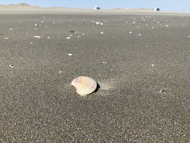 突然のハマグリ