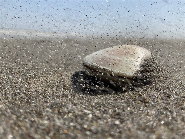 風にふかれるハマグリ