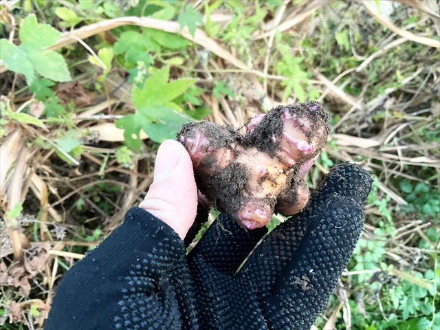 キクイモの根茎