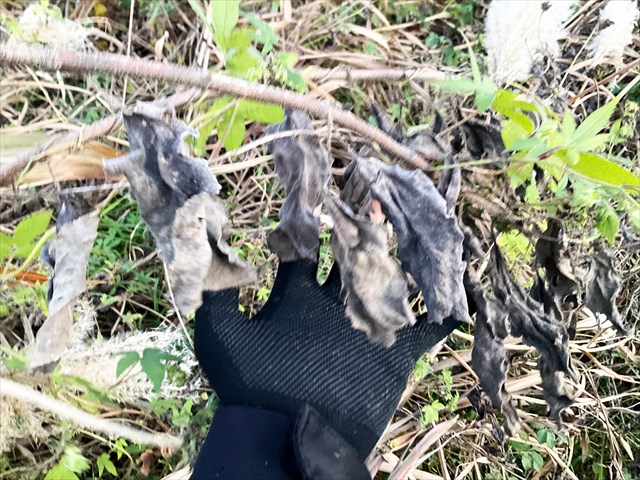 キクイモの葉っぱ