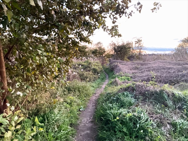 キクイモが生えていた草っぱら