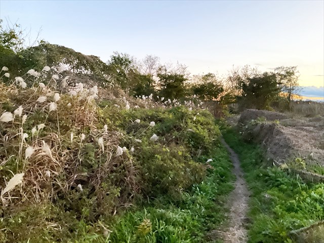 キクイモが生えていた草っぱら