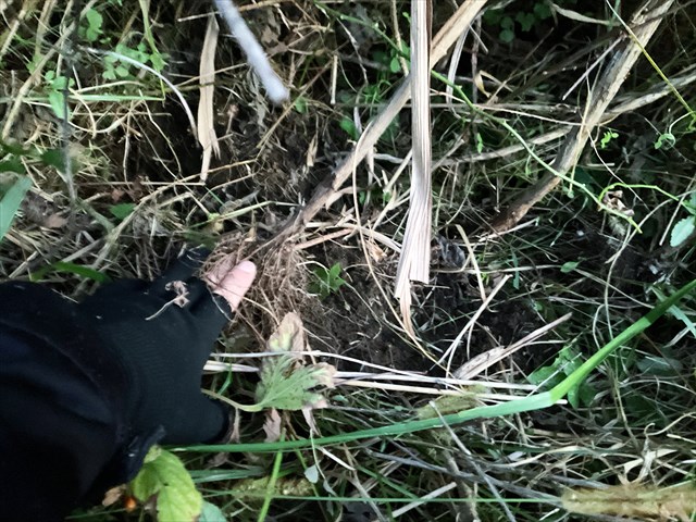 キクイモを掘る