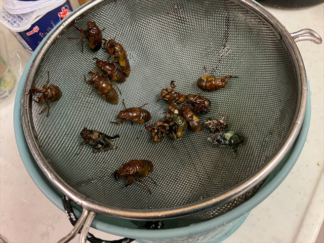 とってきたセミ