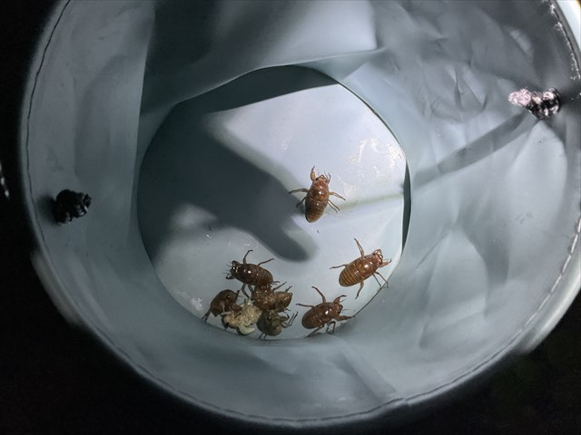 とってきたセミ