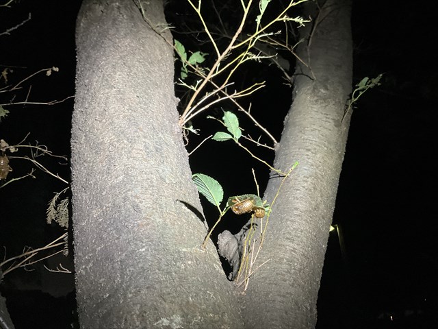 セミのいる木