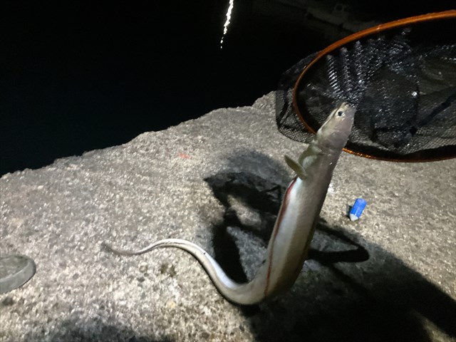 ハモが網を離さない！