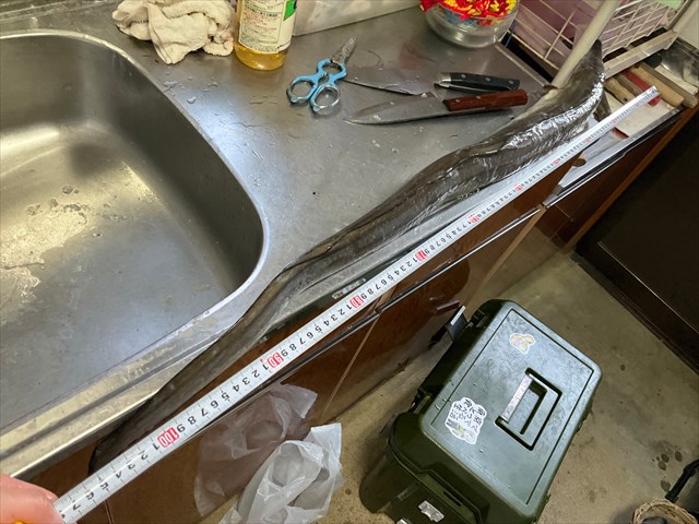 ハモのサイズをはかる