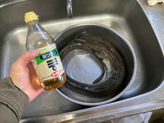 ハモのしたごしらえ