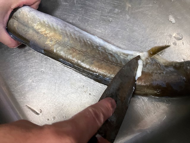 ハモのしたごしらえ