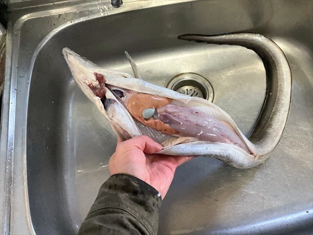 ハモのしたごしらえ