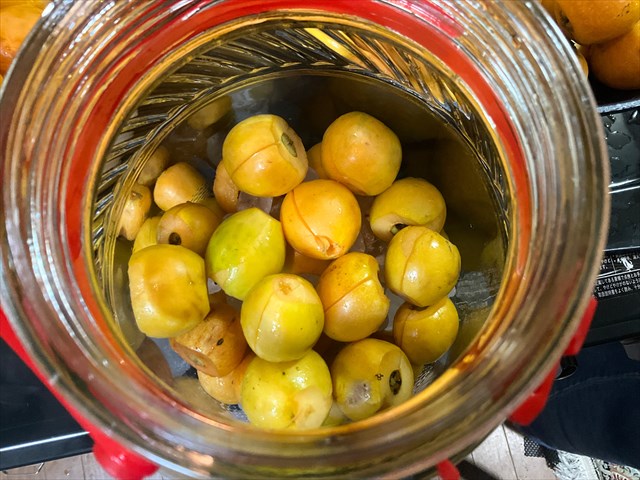 ビワ酒のしこみ