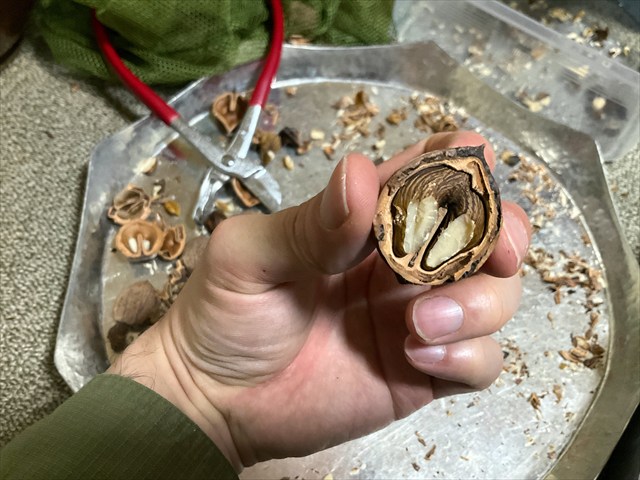 割ったオニグルミ