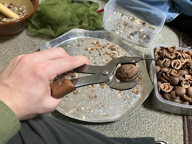 オニグルミを割る