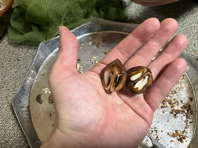 割ったオニグルミ