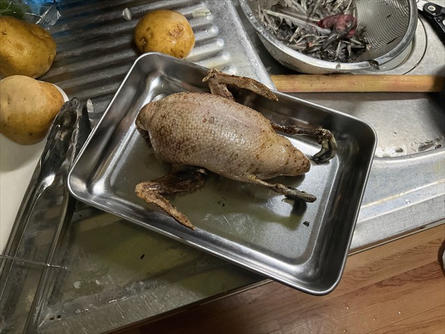 処理をしたコガモ