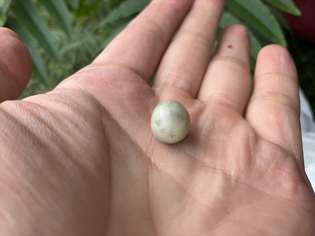 スズメウリの実、完熟