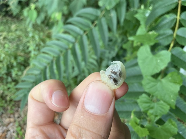 スズメウリの実、完熟