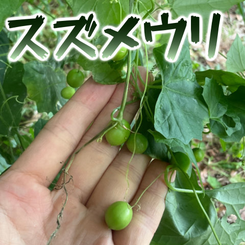 Thumbnail of post image 026