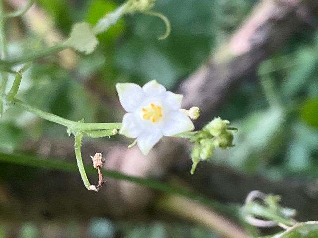 スズメウリの花