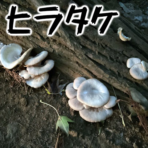 Thumbnail of post image 163